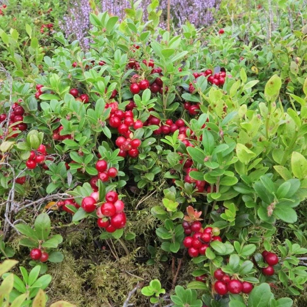 Lingonberry Seed Oil, Organic, Cold Pressed, Unrefined, Natural