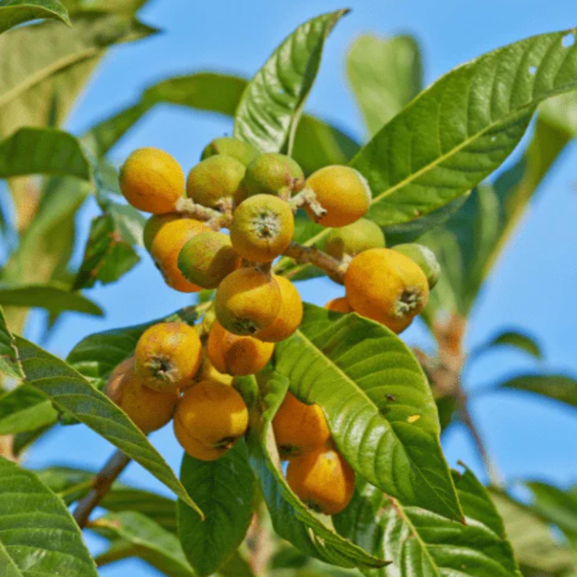 Marula Seed Oil, Organic, Cold Pressed, Unrefined, Natural