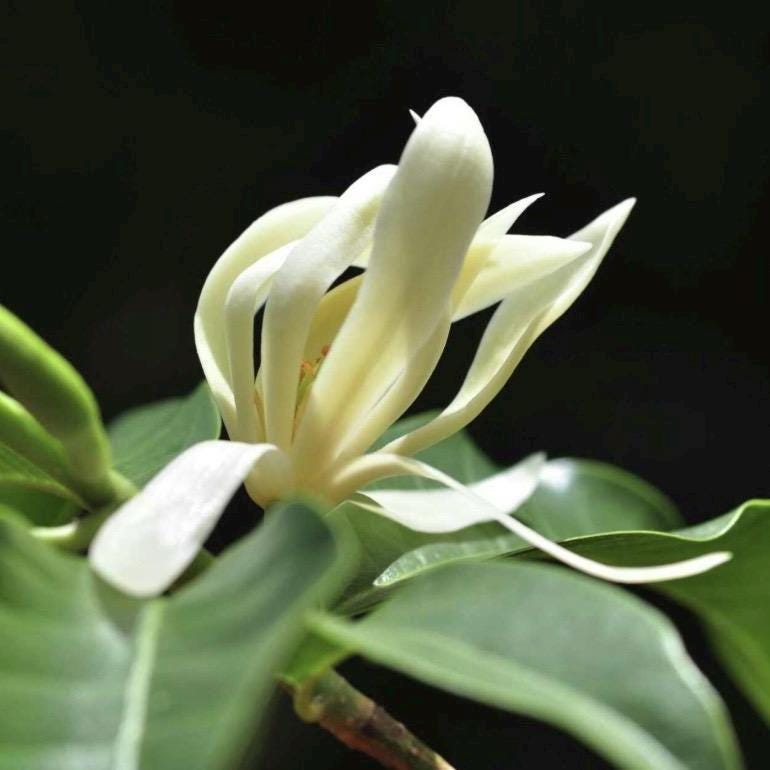 White Champaca Essential Oil, Organic, 100% Pure, Natural