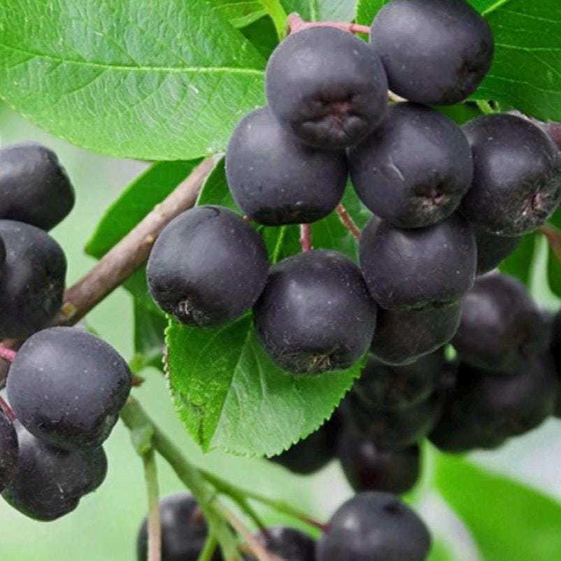 Chokeberry Seed Oil, Organic, Cold Pressed, Unrefined, Natural