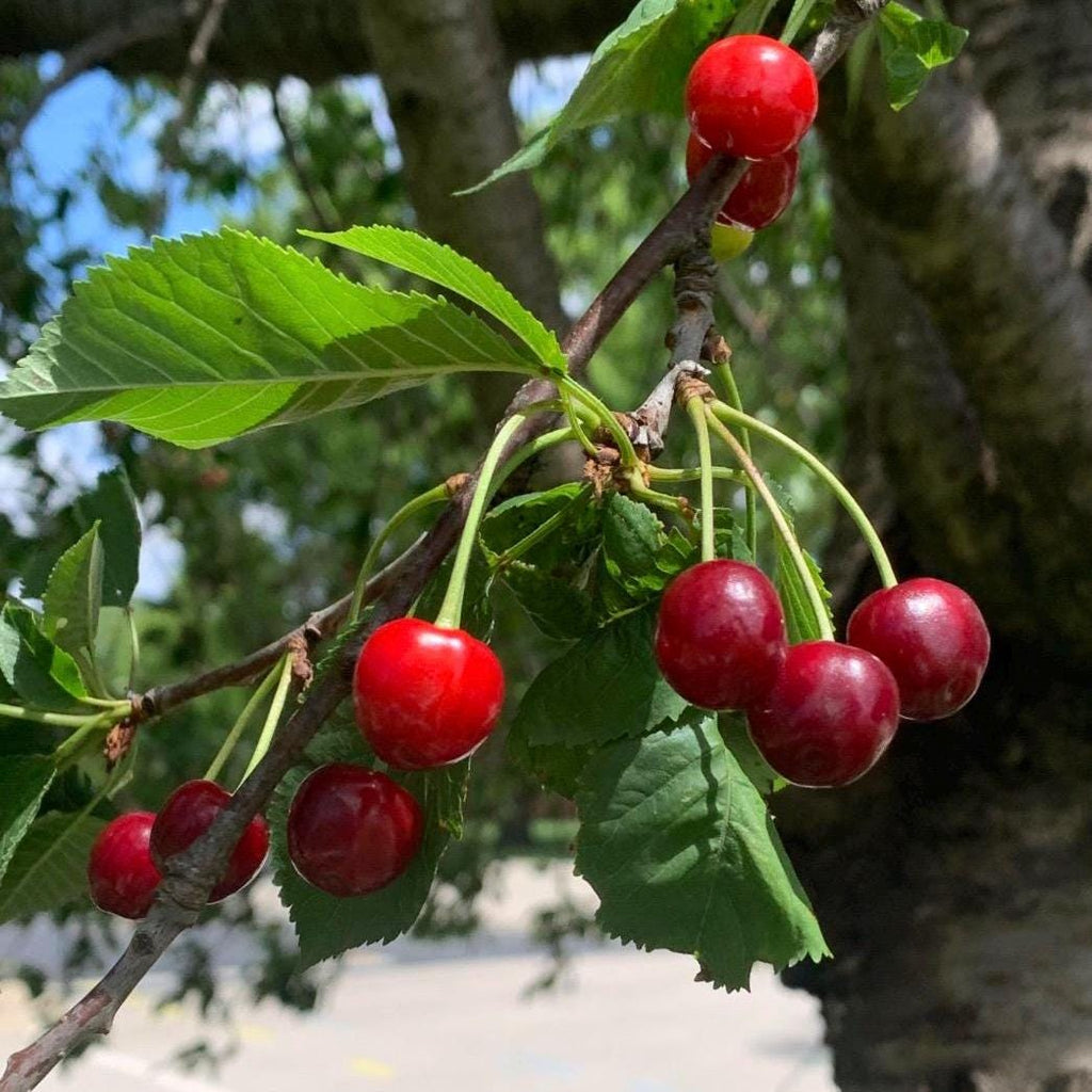 Cherry Kernel Oil, Organic, Cold Pressed, Unrefined, Natural