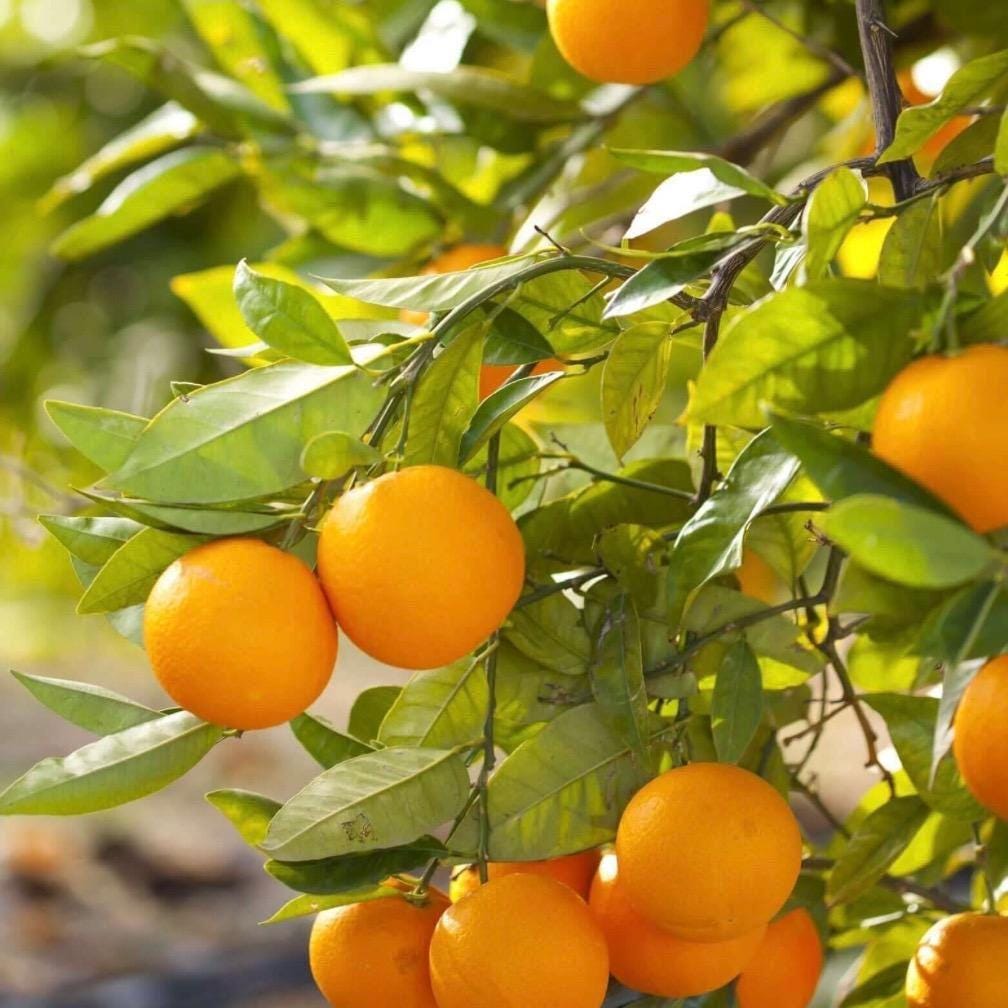 Sweet Orange Essential Oil, Organic, 100% Pure, Natural
