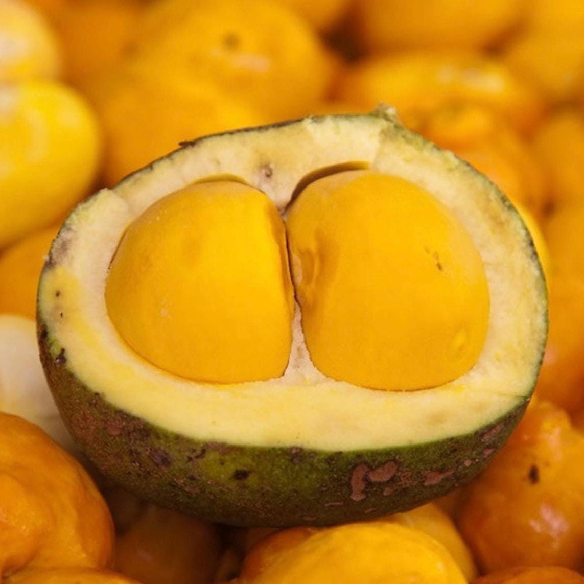 Pequi Fruit Oil, Organic, Cold Pressed, Unrefined, Natural