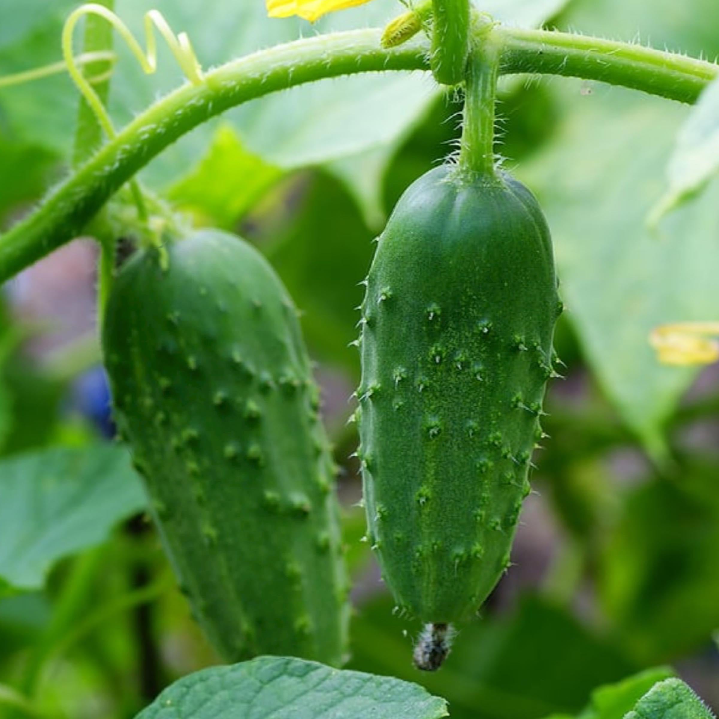 Cucumber Seed Oil, Organic, Cold Pressed, Unrefined, Natural