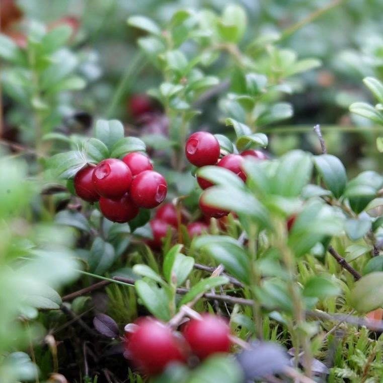 Lingonberry Seed Oil, Organic, Cold Pressed, Unrefined, Natural