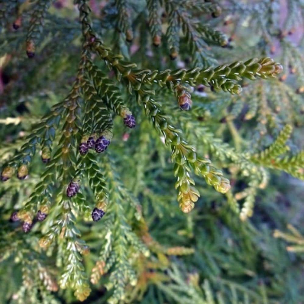 Hinoki Wood Essential Oil, Japanese Cypress, Organic, 100% Pure, Natural
