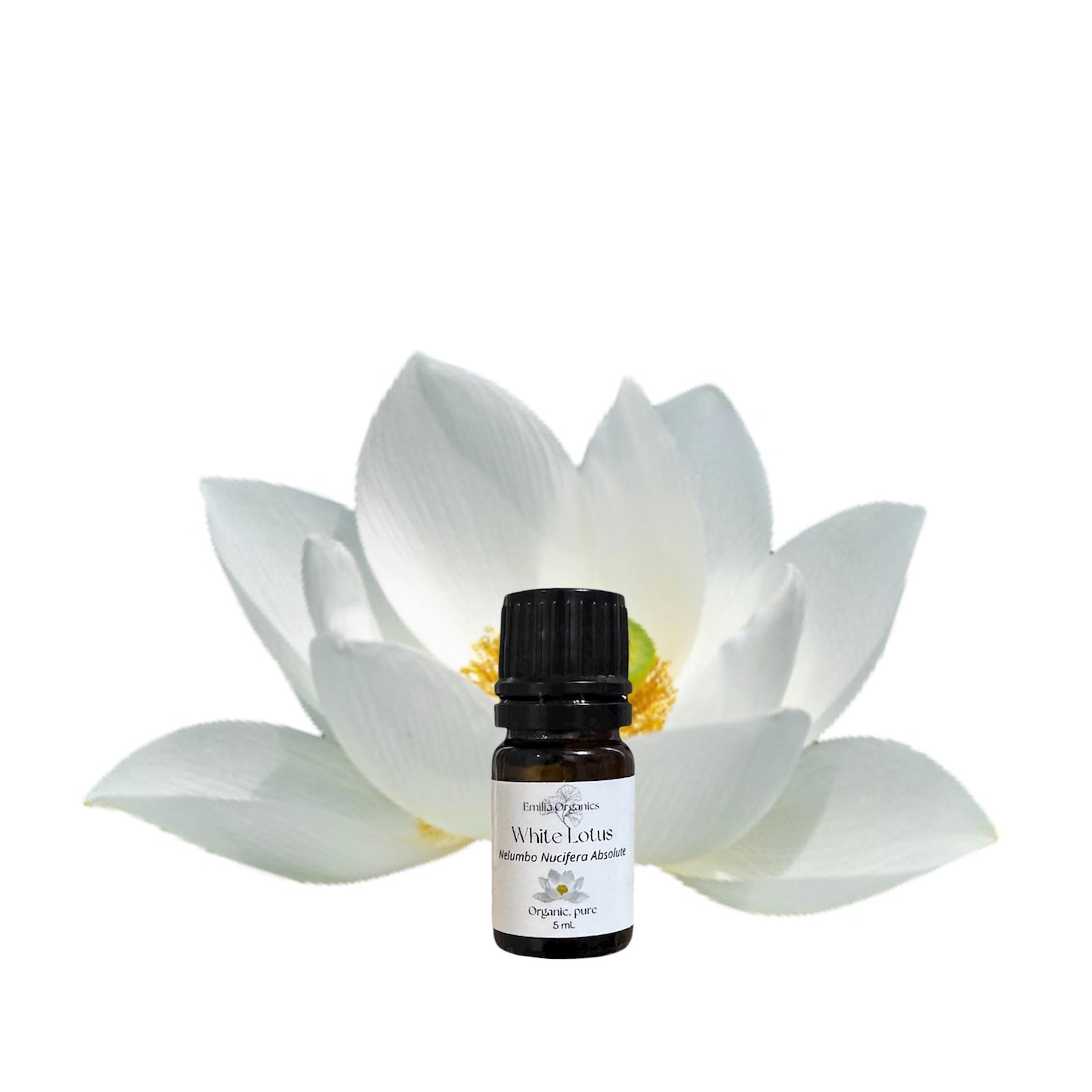 White Lotus Absolute Oil, Organic, 100% Pure, Natural
