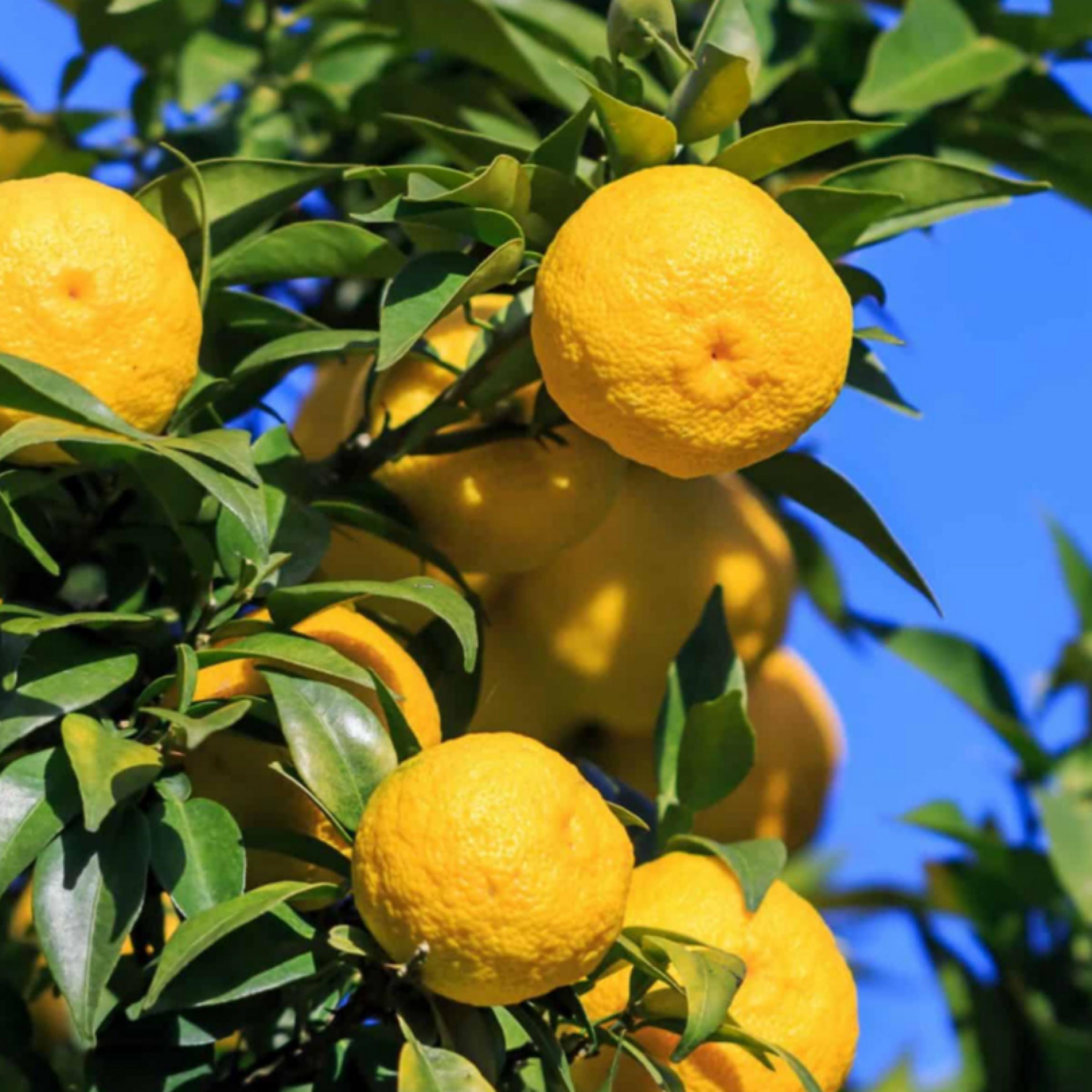 Yuzu Essential Oil, Organic, 100% Pure, Natural