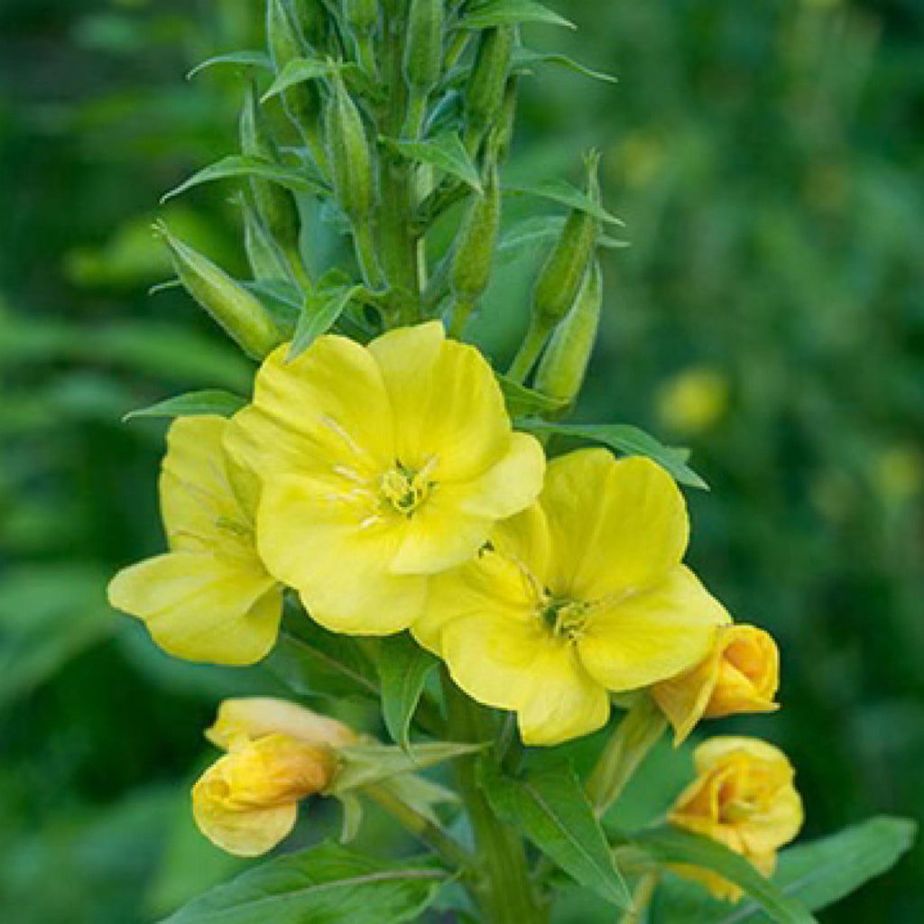 Evening Primrose Seed Oil, Organic, Cold Pressed, Unrefined, Natural