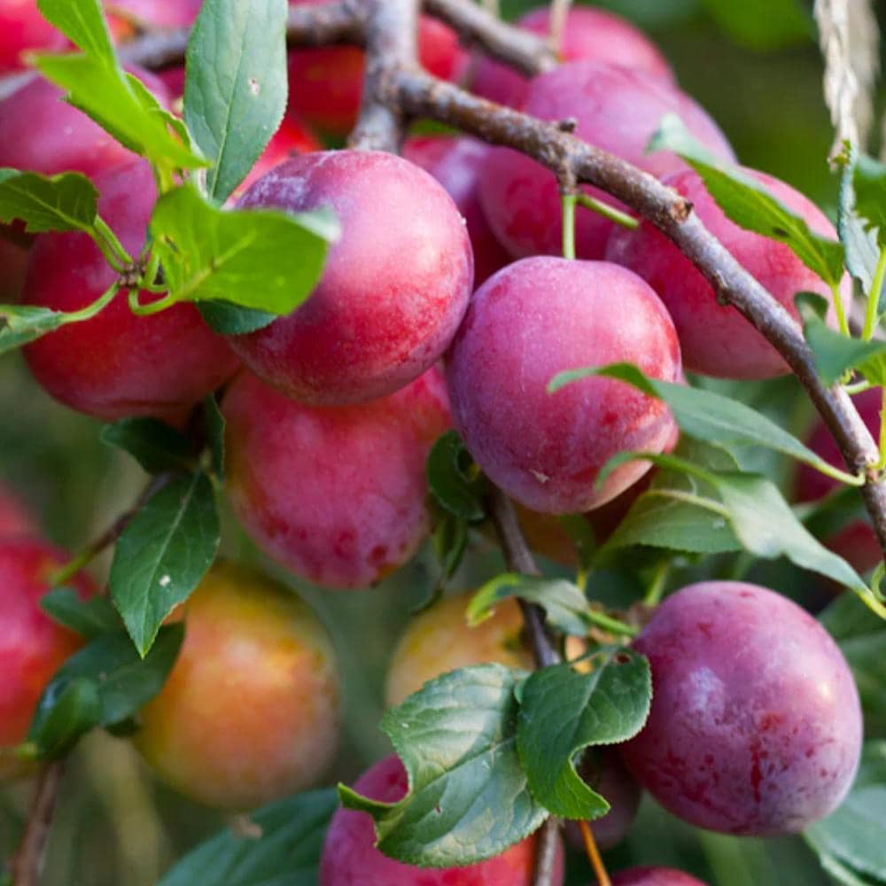 French Plum Seed Oil, Organic, Cold Pressed, Unrefined, Natural