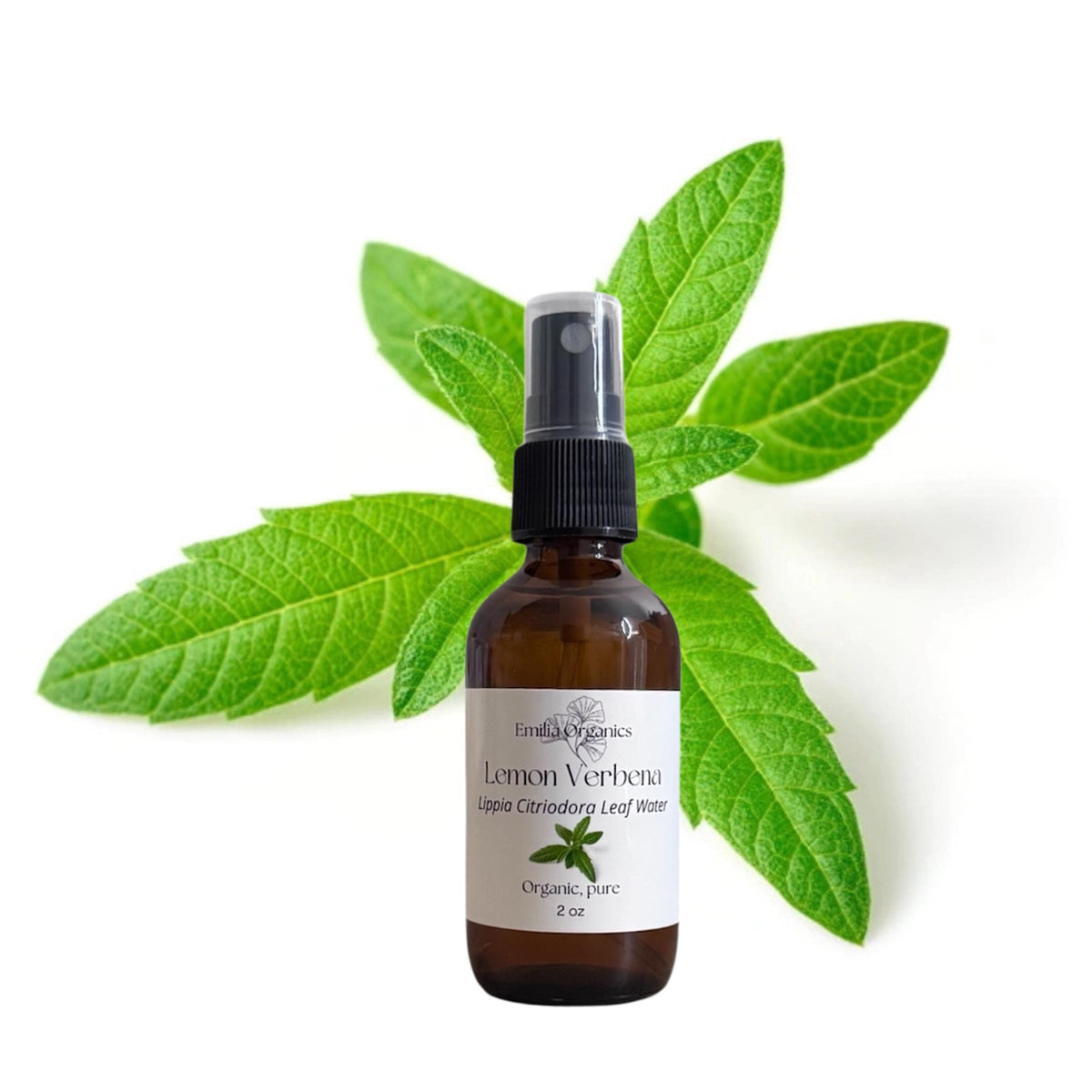 Lemon Verbena Hydrosol, Organic, Pure, Natural