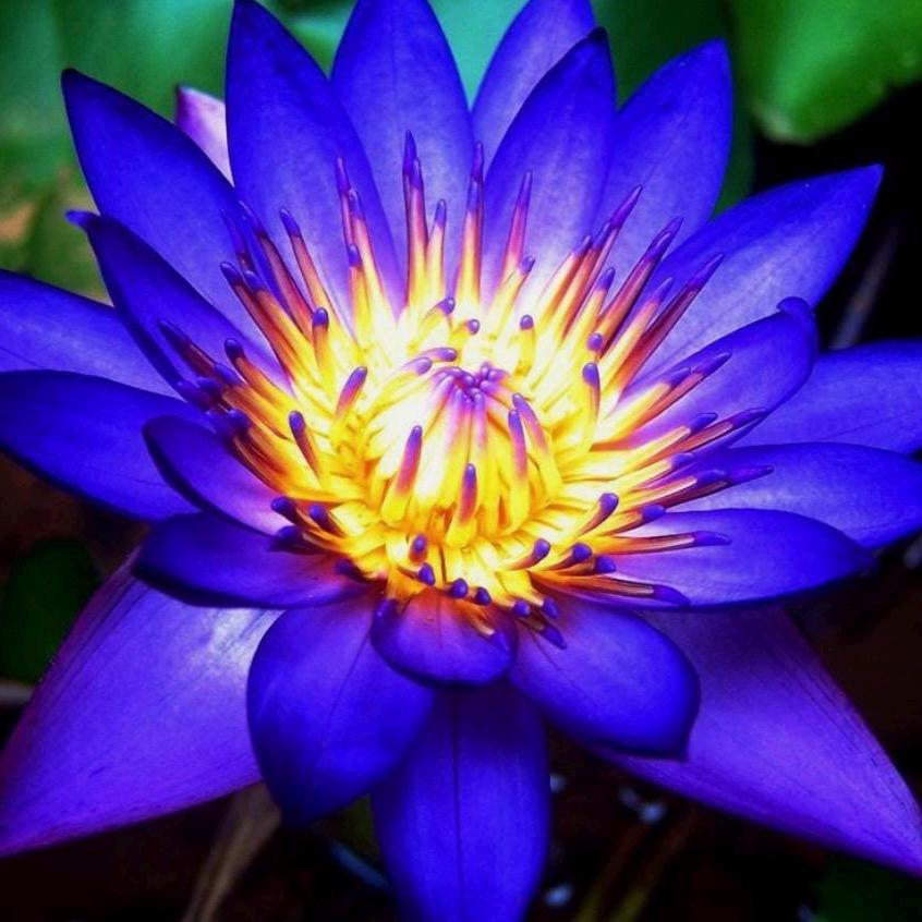 Blue Lotus Absolute Oil, Organic, Pure, Natural