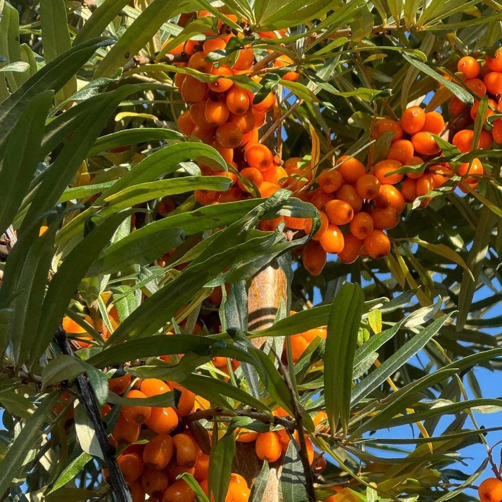 Sea Buckthorn Fruit Oil, Organic, Cold Pressed, Unrefined, Natural