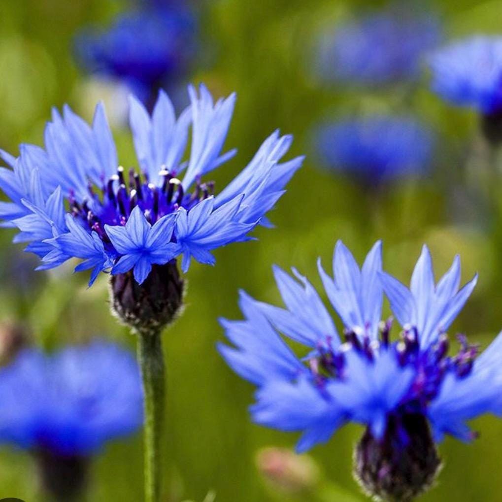 Cornflower Hydrosol, Organic, Pure, Natural