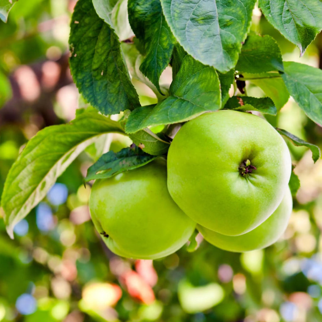 Apple Seed Oil, Organic, Cold Pressed, Unrefined, Natural