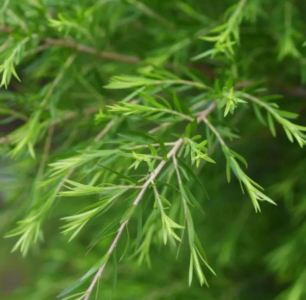 Tea Tree Essential Oil, Organic, 100% Pure, Natural