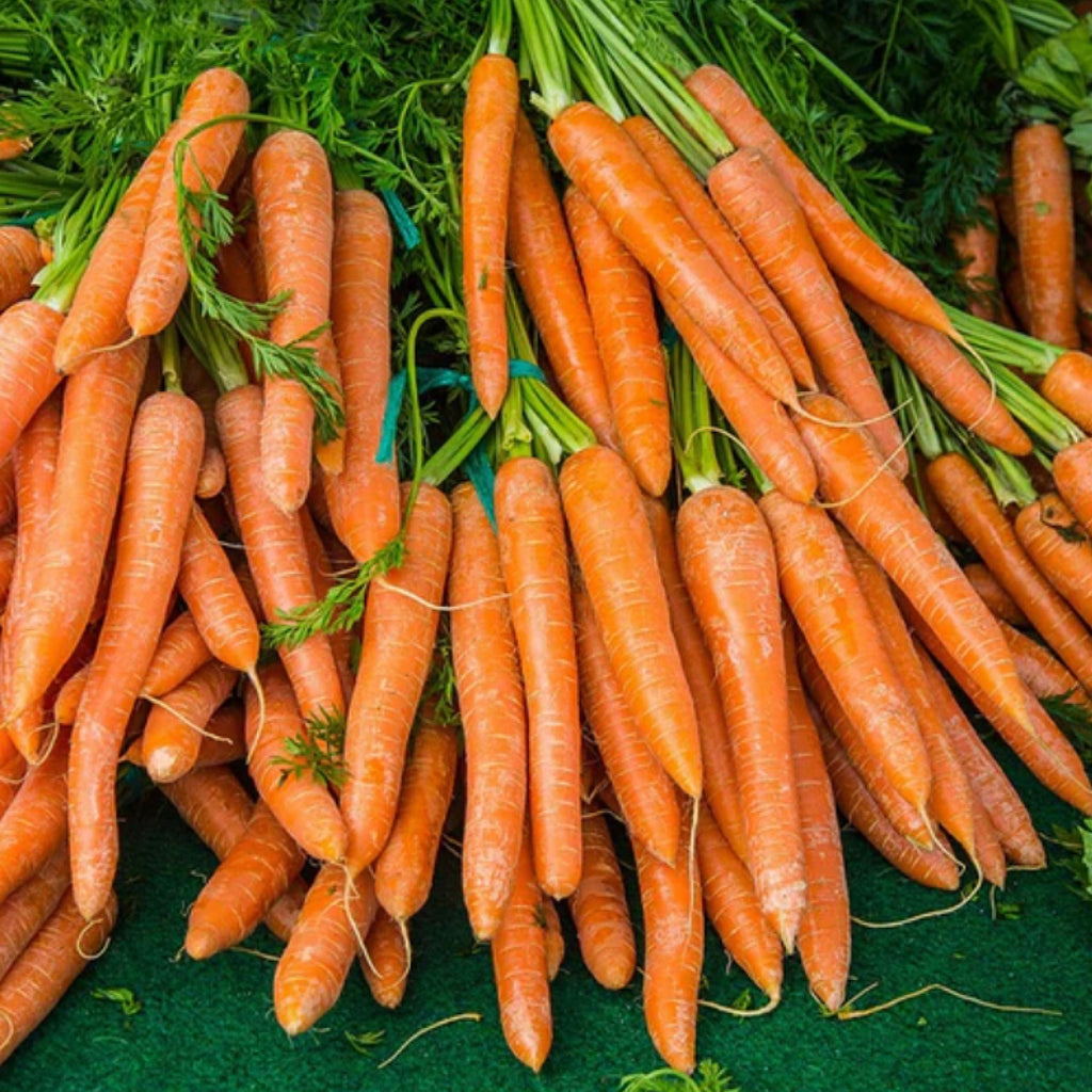 Carrot Root Oil, Organic, Cold Pressed, Unrefined, Natural
