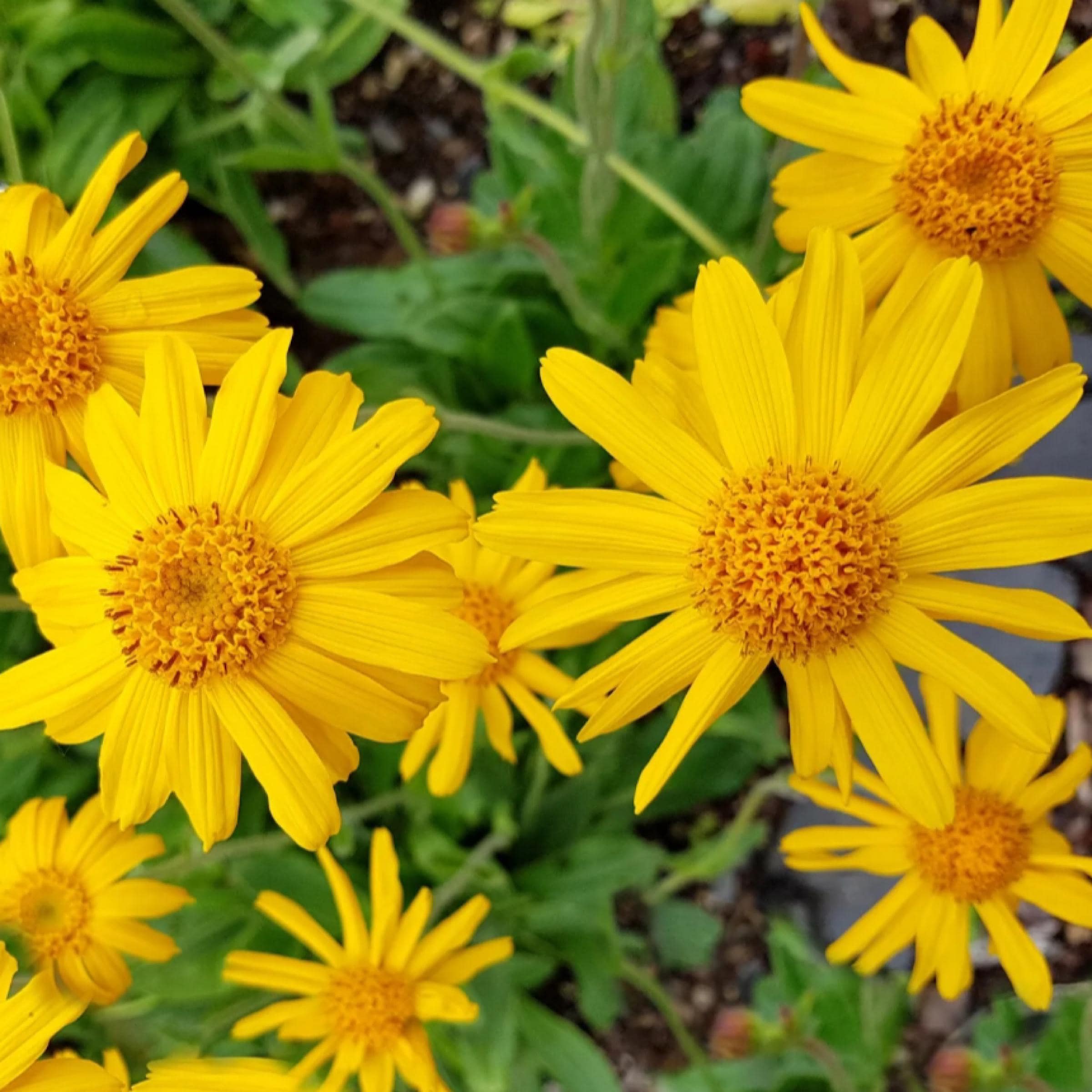 Arnica Montana Oil, Organic, Cold Pressed, Unrefined, Natural