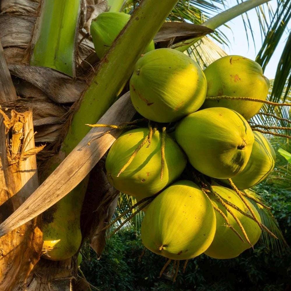 Fractionated Coconut Oil, Organic, Cold Pressed, Unrefined, Natural