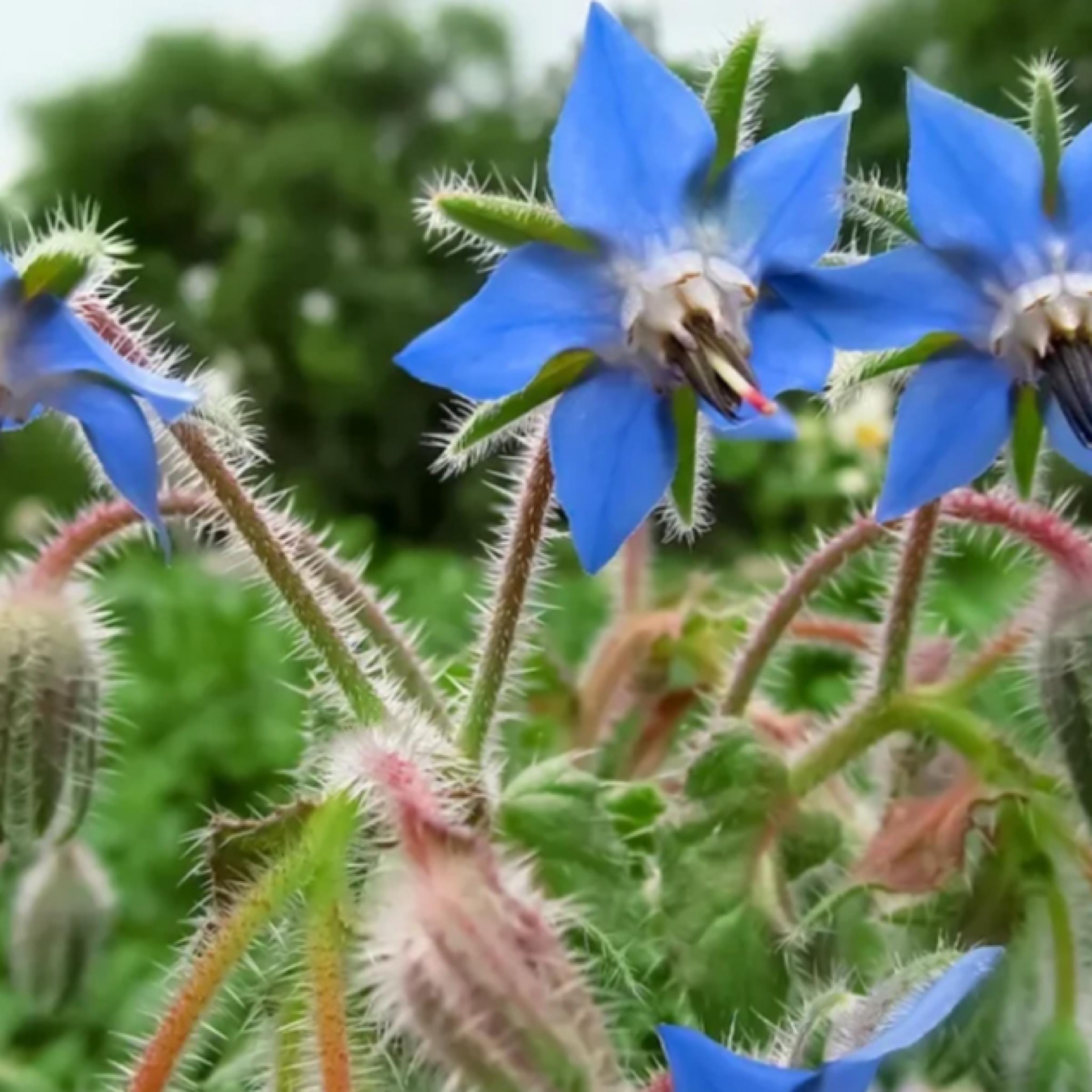 Borage Seed Oil, Organic, Cold Pressed, Unrefined, Natural