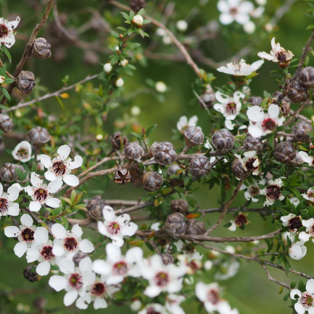 Manuka Essential Oil, Organic, 100% Pure, Natural