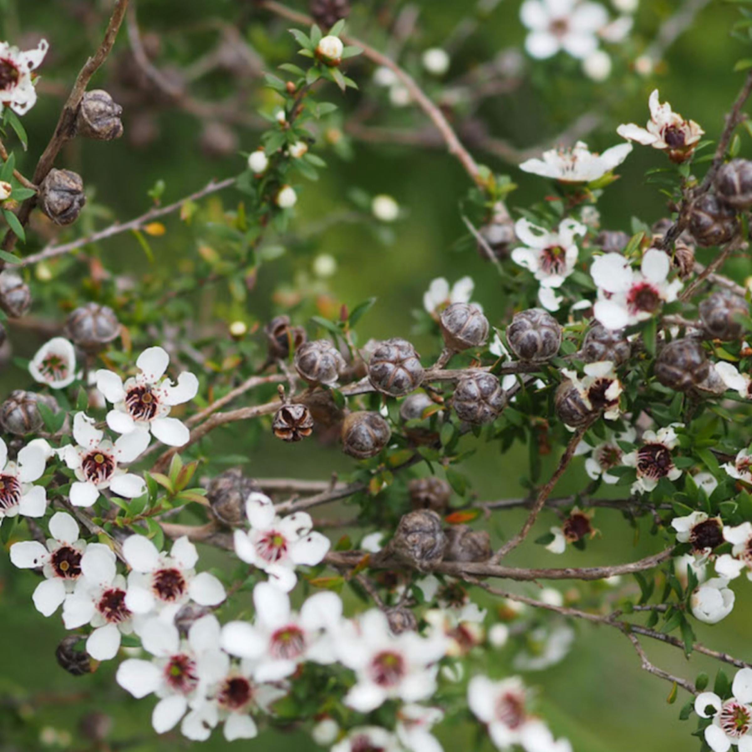 Manuka Essential Oil, Organic, 100% Pure, Natural
