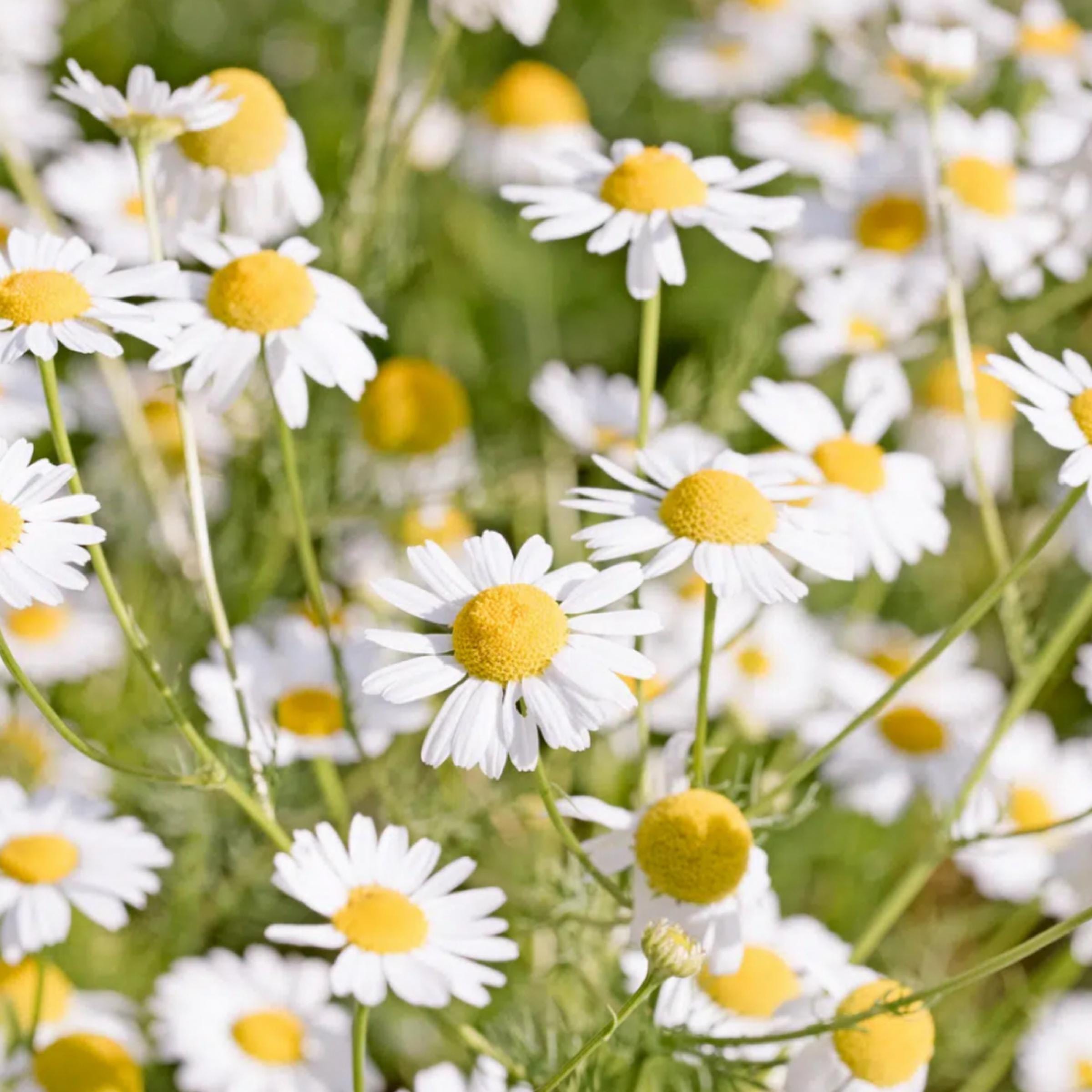 German Chamomile Essential Oil, Blue Chamomile, Organic, 100% Pure, Natural