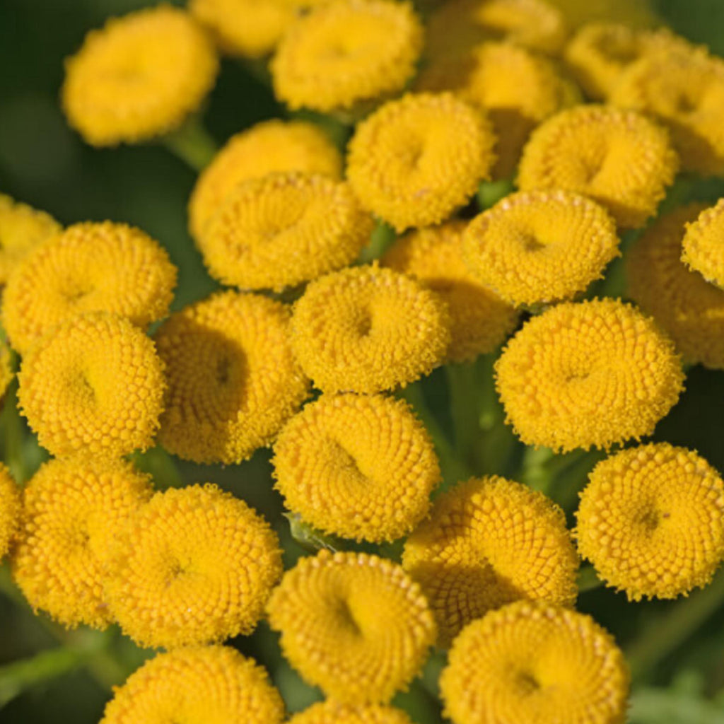 Blue Tansy Essential Oil, Organic, 100% Pure, Natural