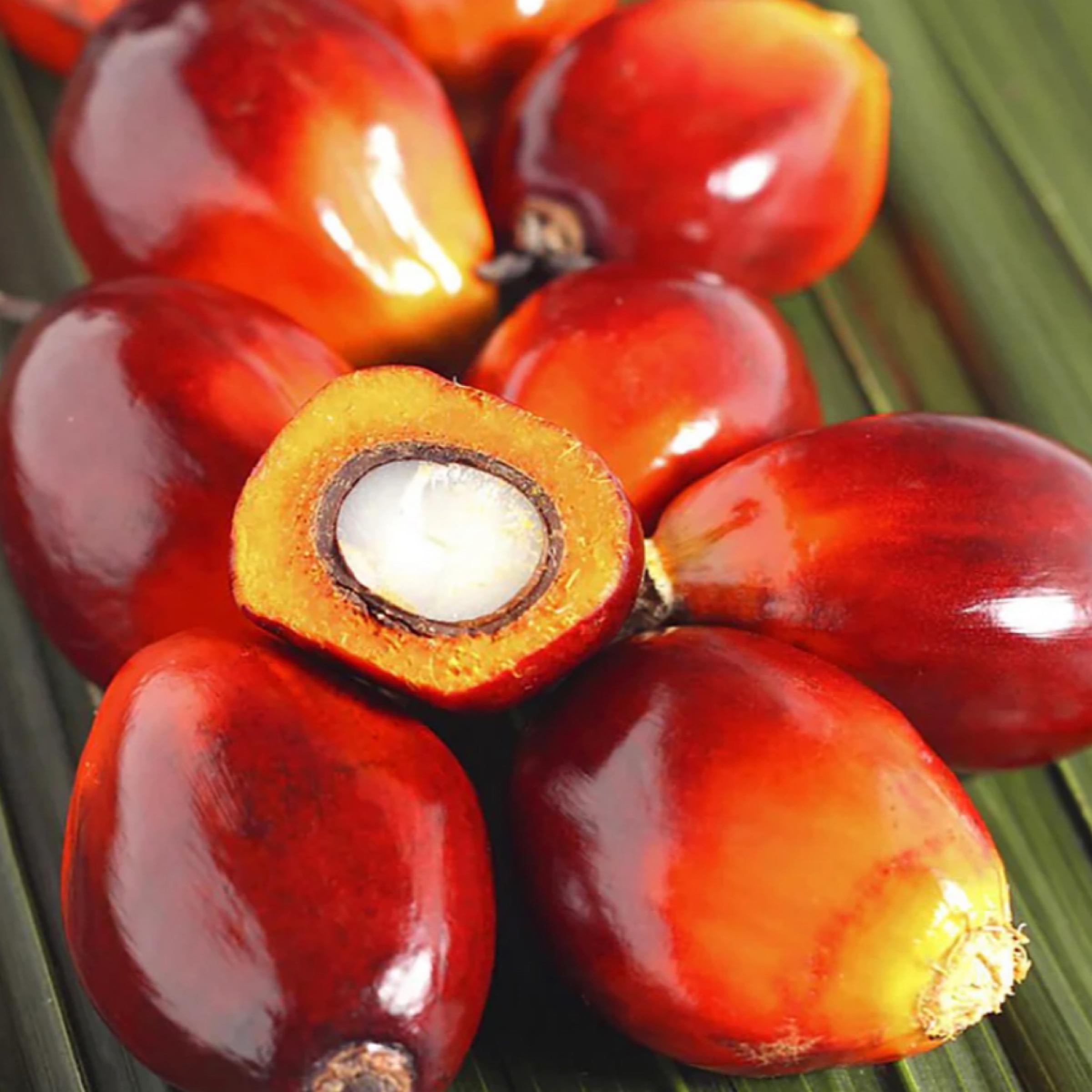 Batana Oil, Organic, Cold Pressed, Unrefined, Natural