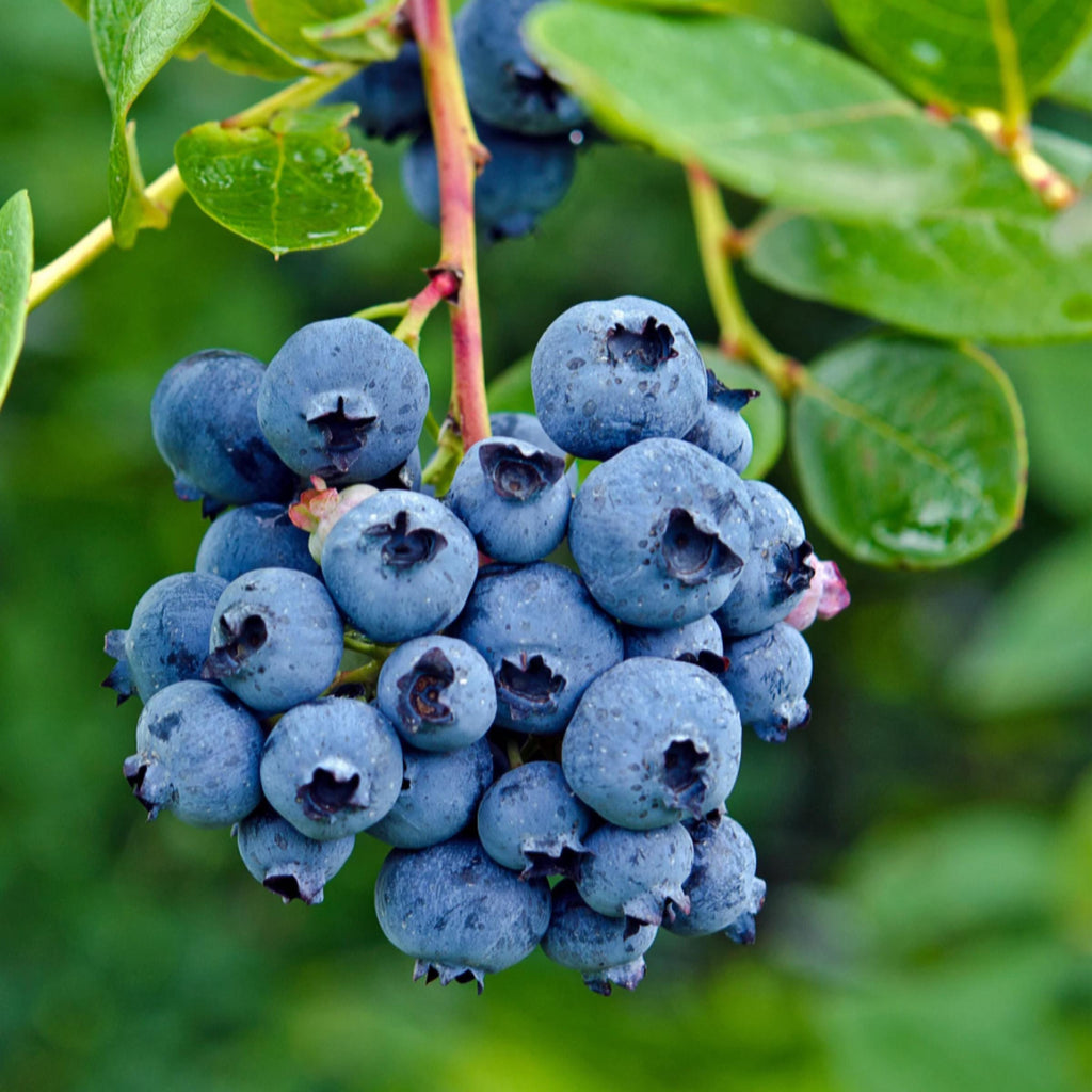 Blueberry Seed Oil, Organic, Cold Pressed, Unrefined, Natural