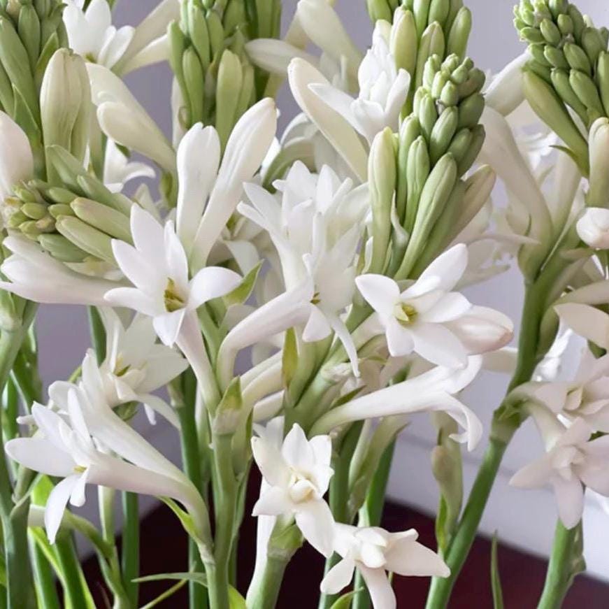 Tuberose Absolute, Organic, 100% Pure, Natural