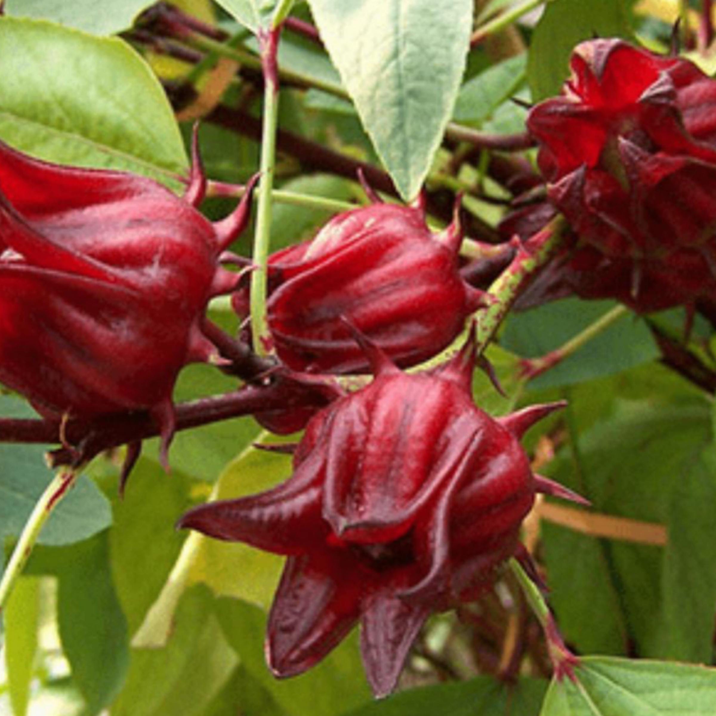 Roselle Hibiscus Seed Oil, Organic, Cold Pressed, Unrefined, Natural