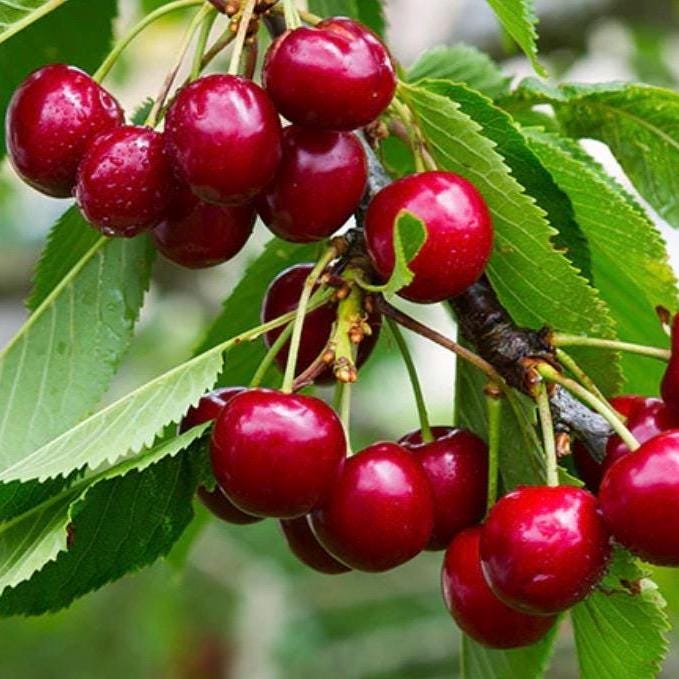 Cherry Kernel Oil, Organic, Cold Pressed, Unrefined, Natural