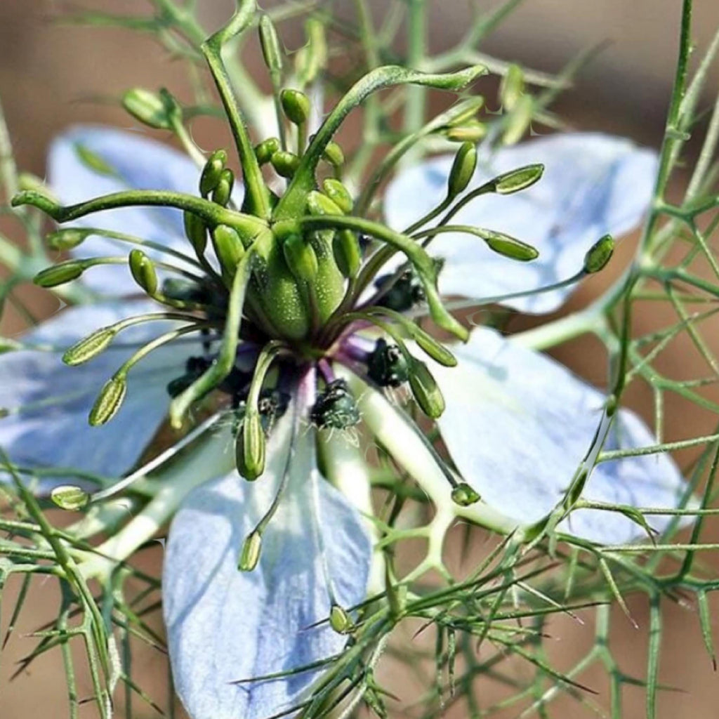 Black Cumin Seed Oil, Organic, Cold Pressed, Unrefined, Natural
