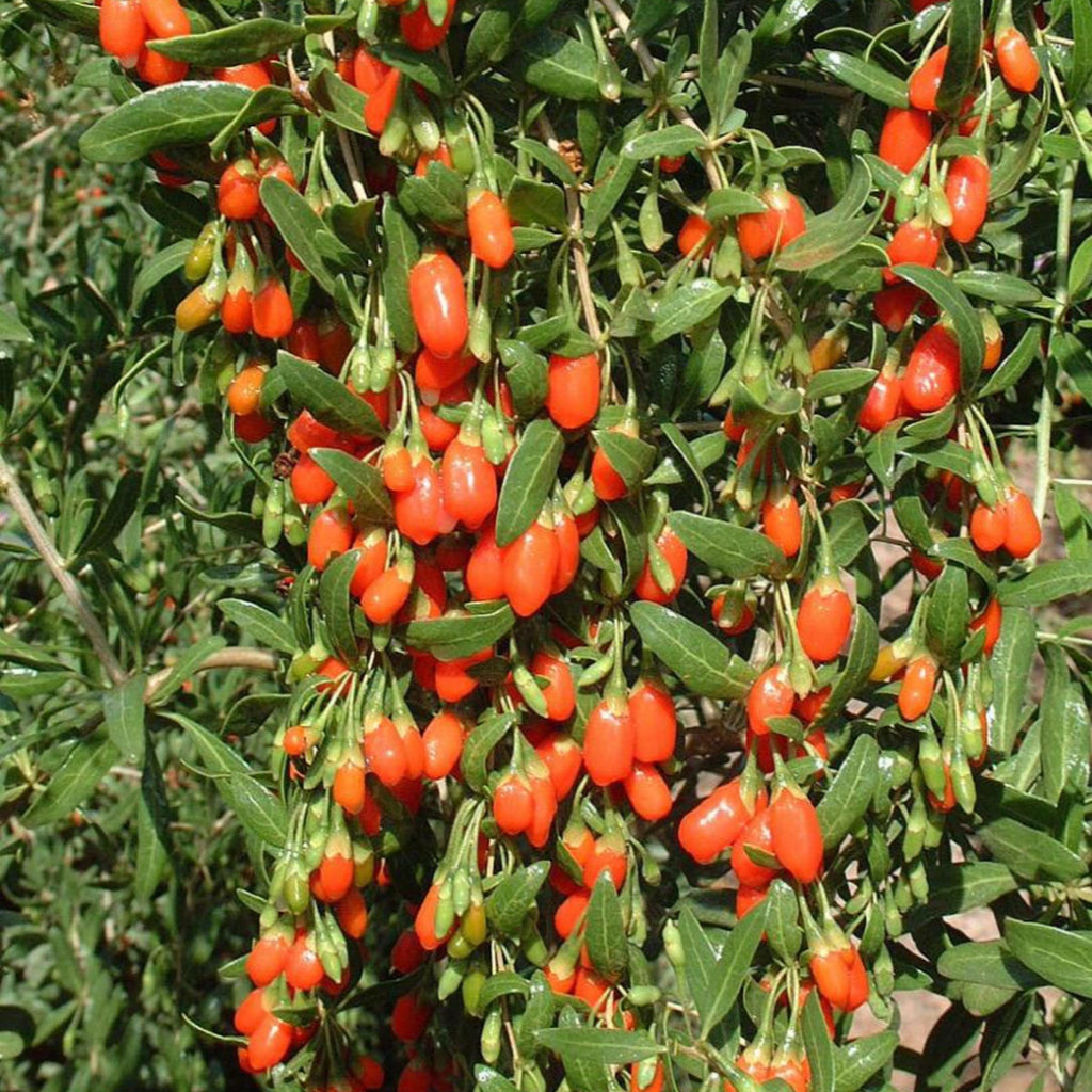 Goji Berry Seed Oil, Organic, Cold Pressed, Unrefined, Natural