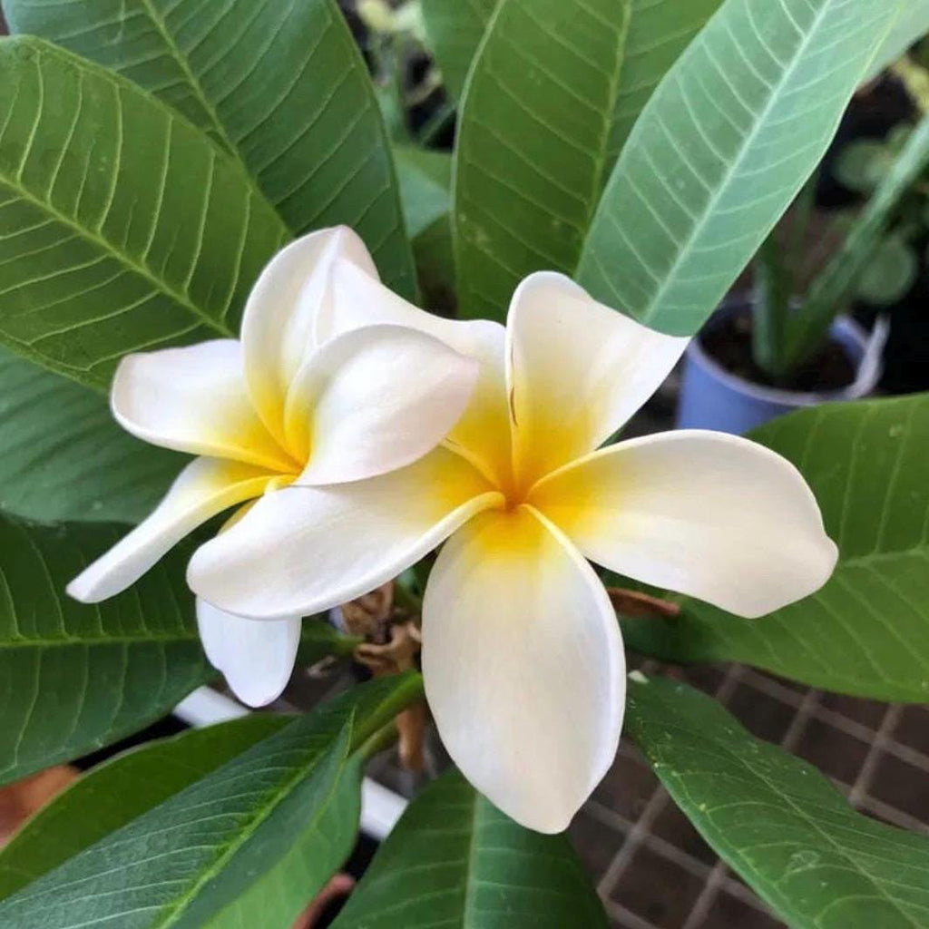 Frangipani Absolute, Organic, 100% Pure, Natural