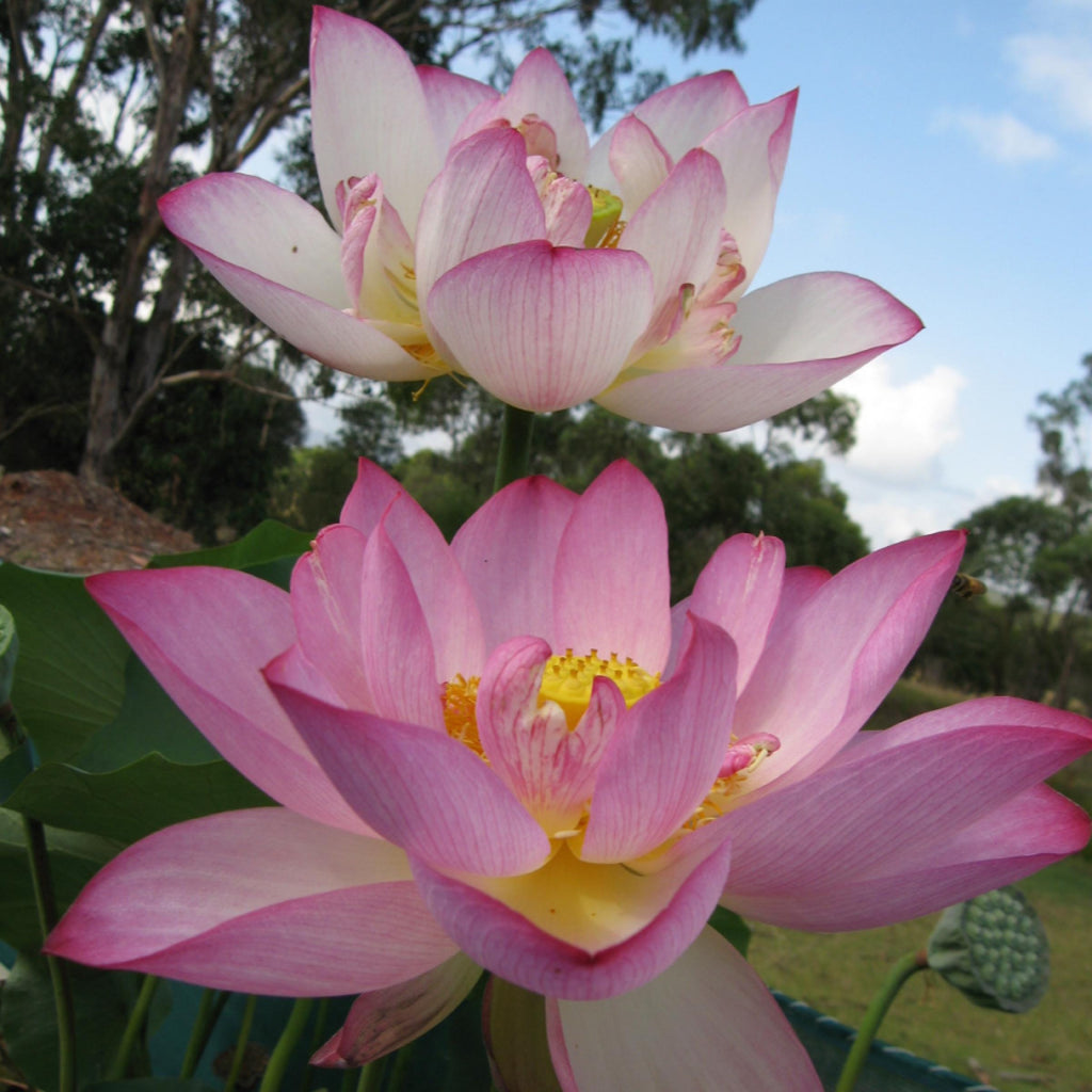 Pink Lotus Absolute Oil, Organic, 100% Pure, Natural