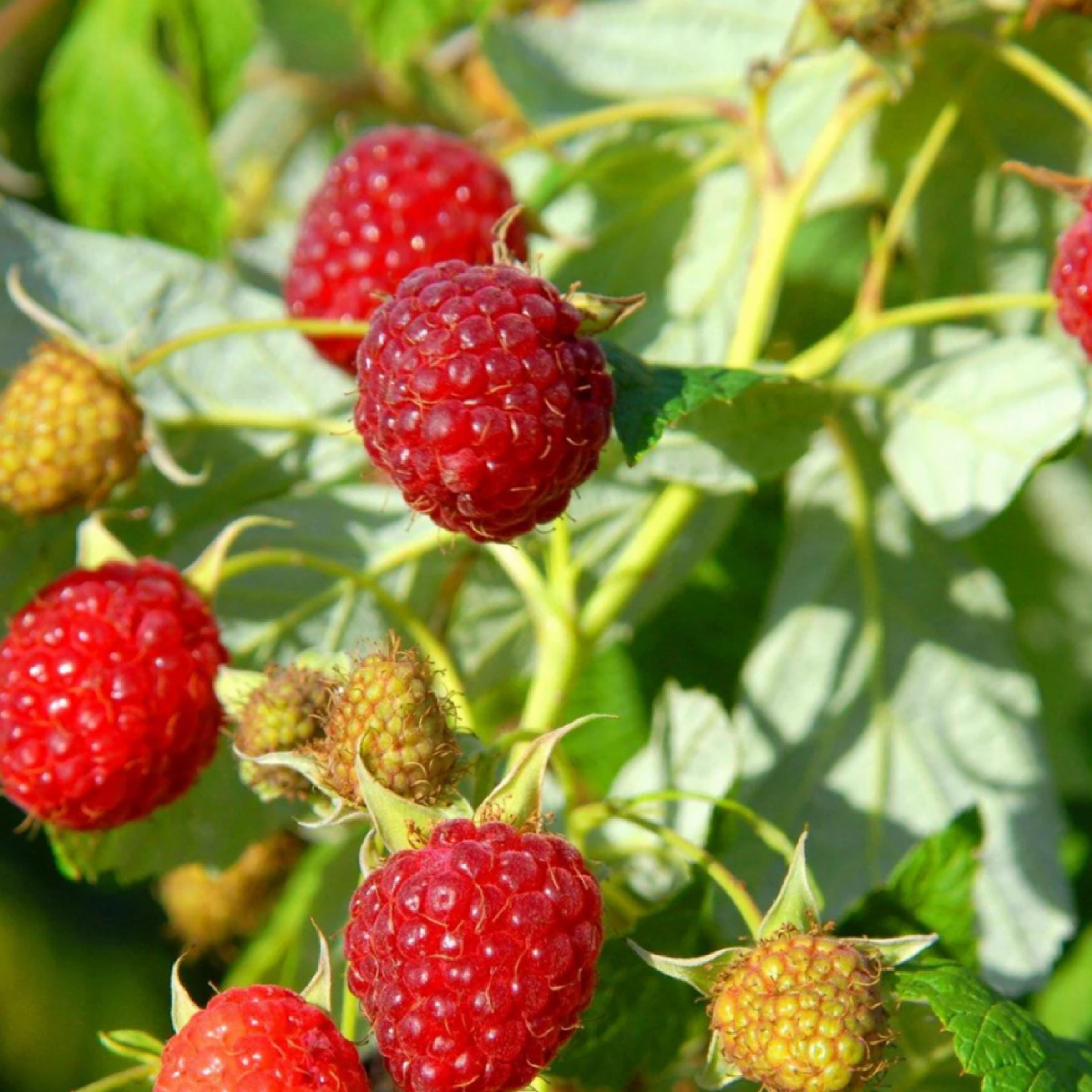 Red Raspberry Seed Oil, Organic, Cold Pressed, Unrefined, Natural
