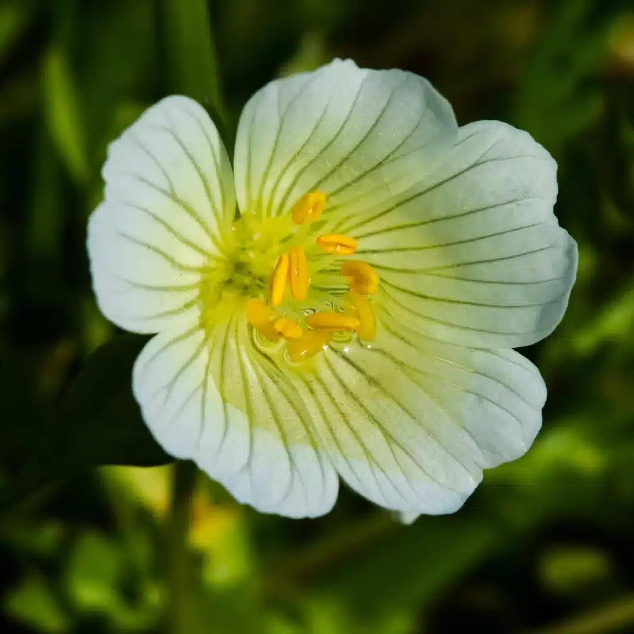 Meadowfoam Seed Oil, Organic, Cold Pressed, Unrefined, Natural