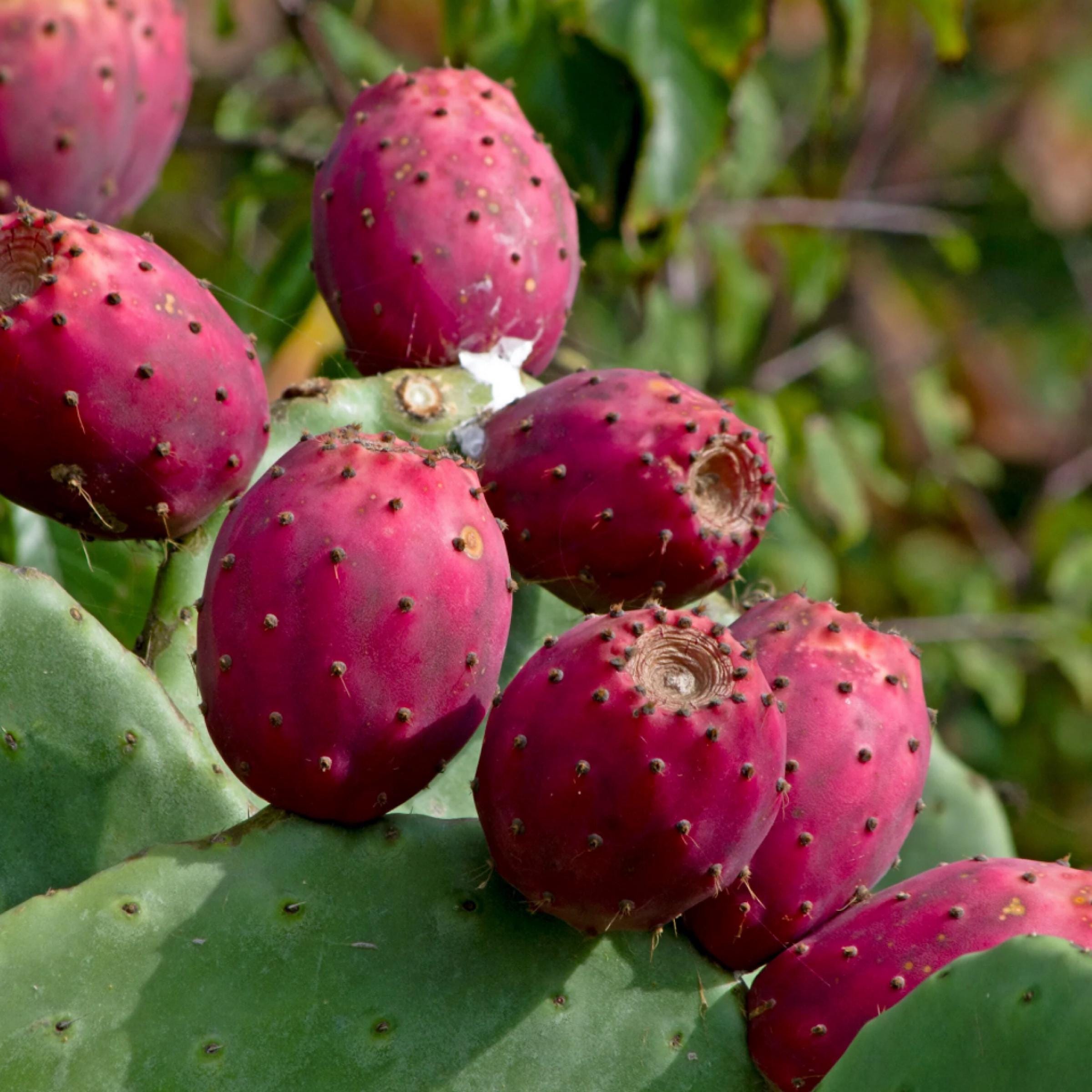 Prickly Pear Seed Oil, Organic, Cold Pressed, Unrefined, Natural