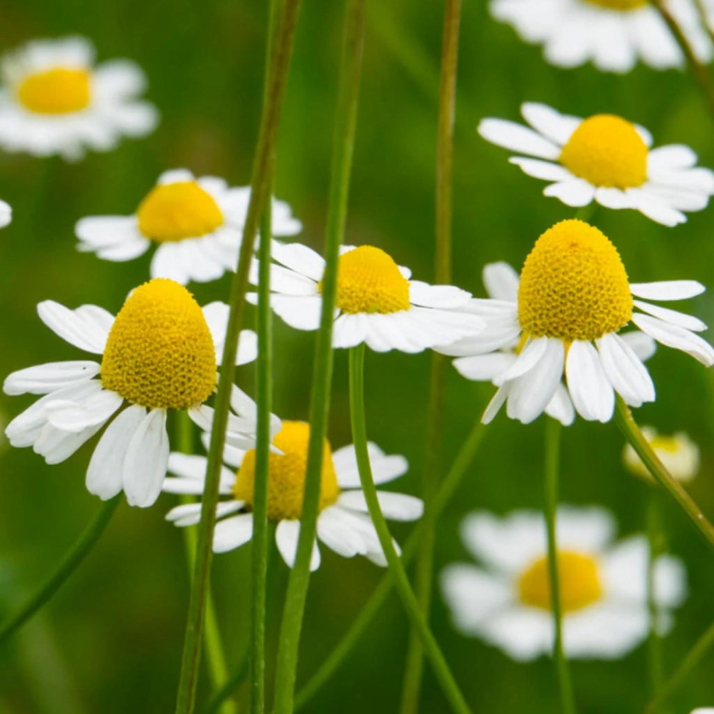 German Chamomile Essential Oil, Blue Chamomile, Organic, 100% Pure, Natural