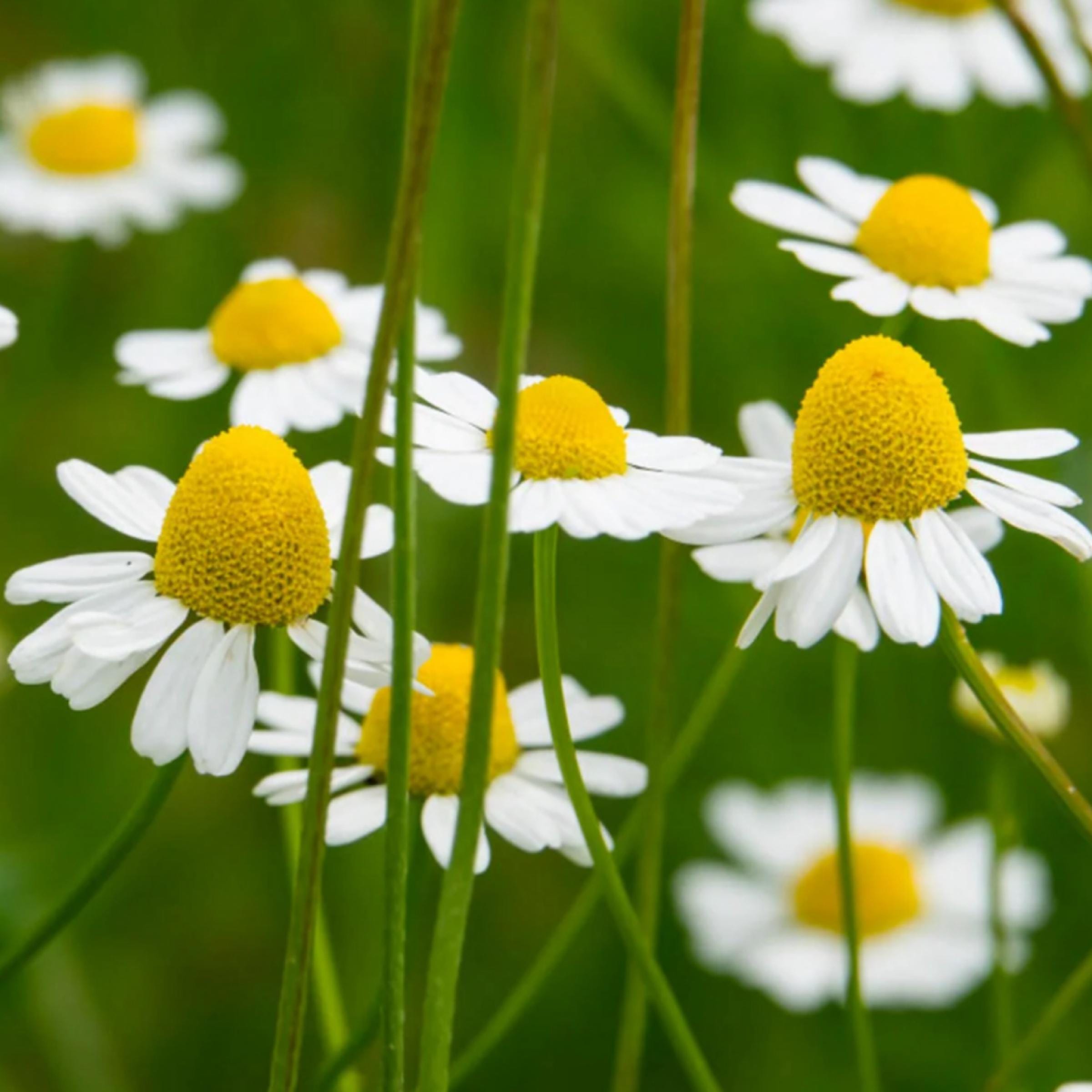German Chamomile Essential Oil, Blue Chamomile, Organic, 100% Pure, Natural