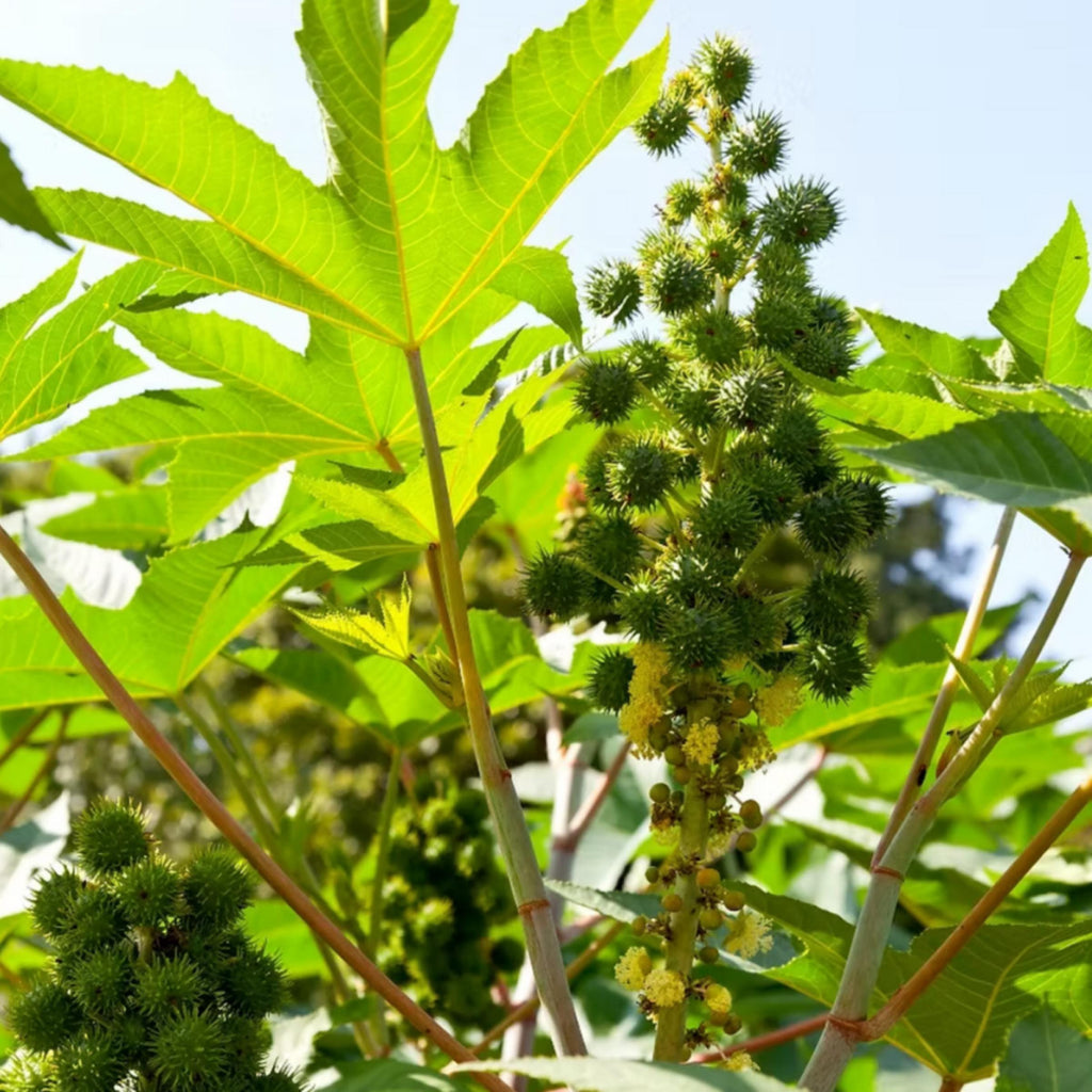 Castor Seed Oil, Organic, Cold Pressed, Unrefined, Natural