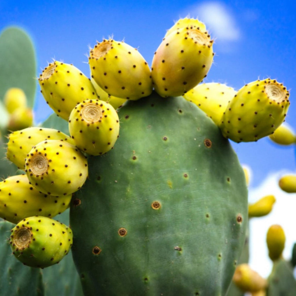 Prickly Pear Seed Oil, Organic, Cold Pressed, Unrefined, Natural