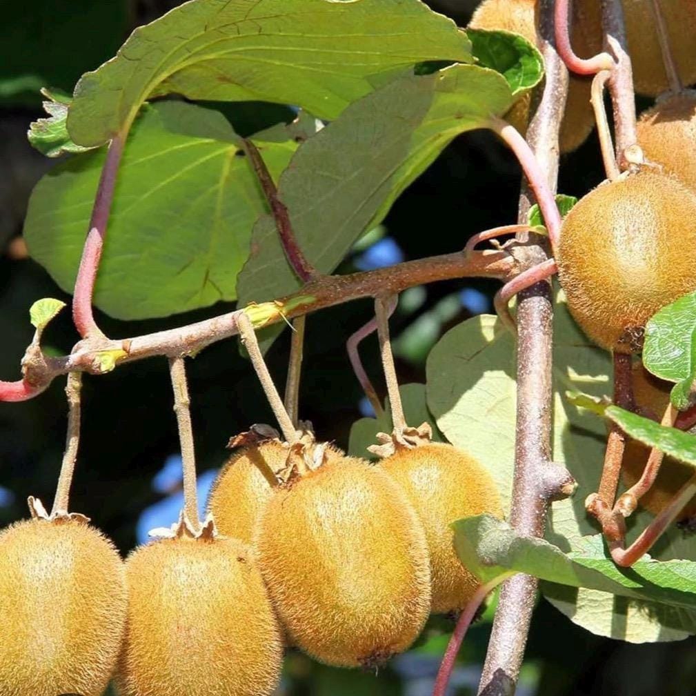 Kiwi Seed Oil, Organic, Cold Pressed, Unrefined, Natural