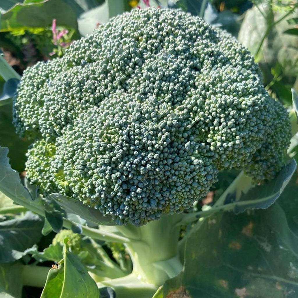 Broccoli Seed Oil, Organic, Cold Pressed, Unrefined, Natural