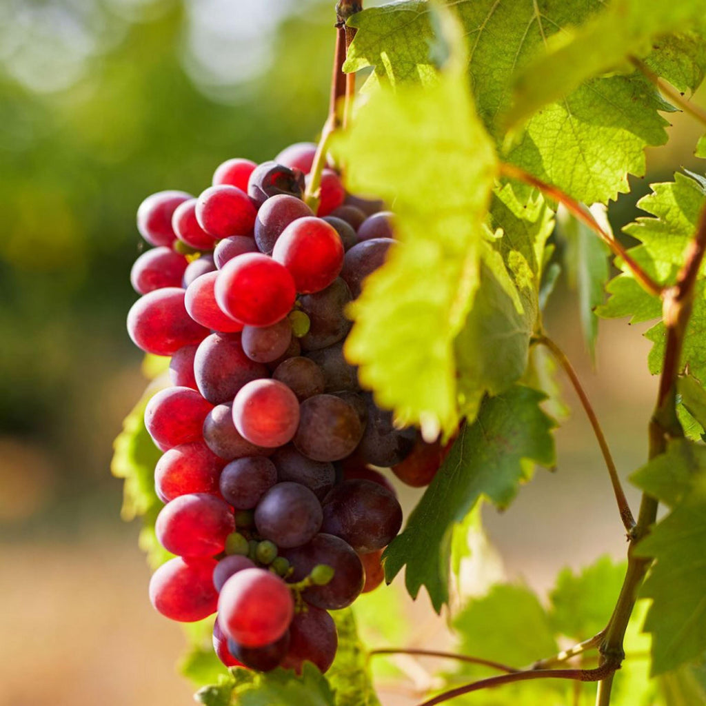 Grape Seed Oil, Organic, Cold Pressed,  Unrefined, Natural