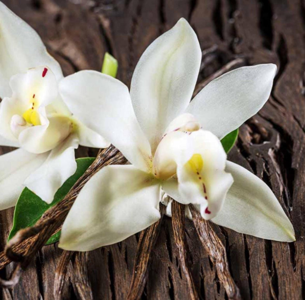 Vanilla Infused Oil, Organic, Cold Pressed, Unrefined, Natural