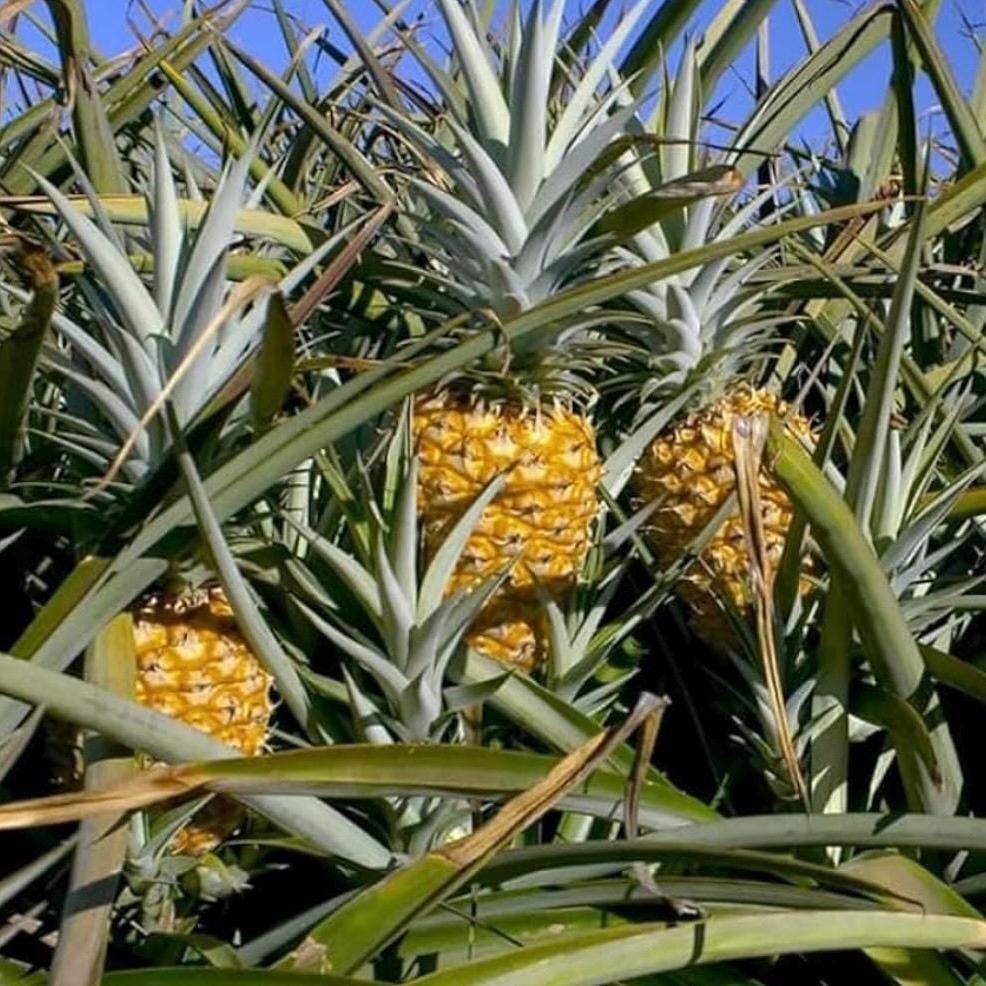 Pineapple Seed Oil, Organic, Cold Pressed, Unrefined, Natural
