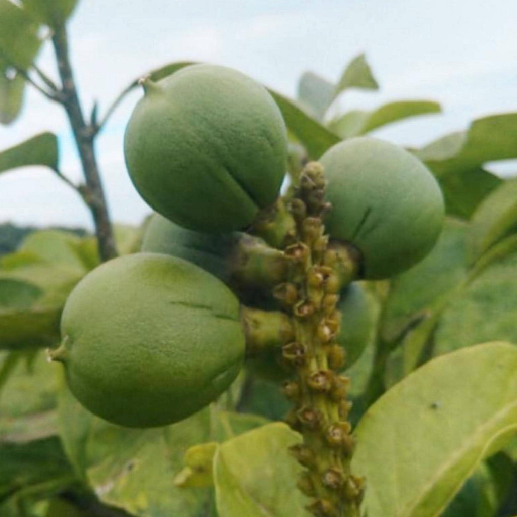 Cacay Nut Oil, Organic, Cold Pressed, Unrefined, Natural